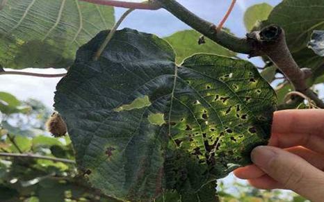 蟲害防治 蟲害防治